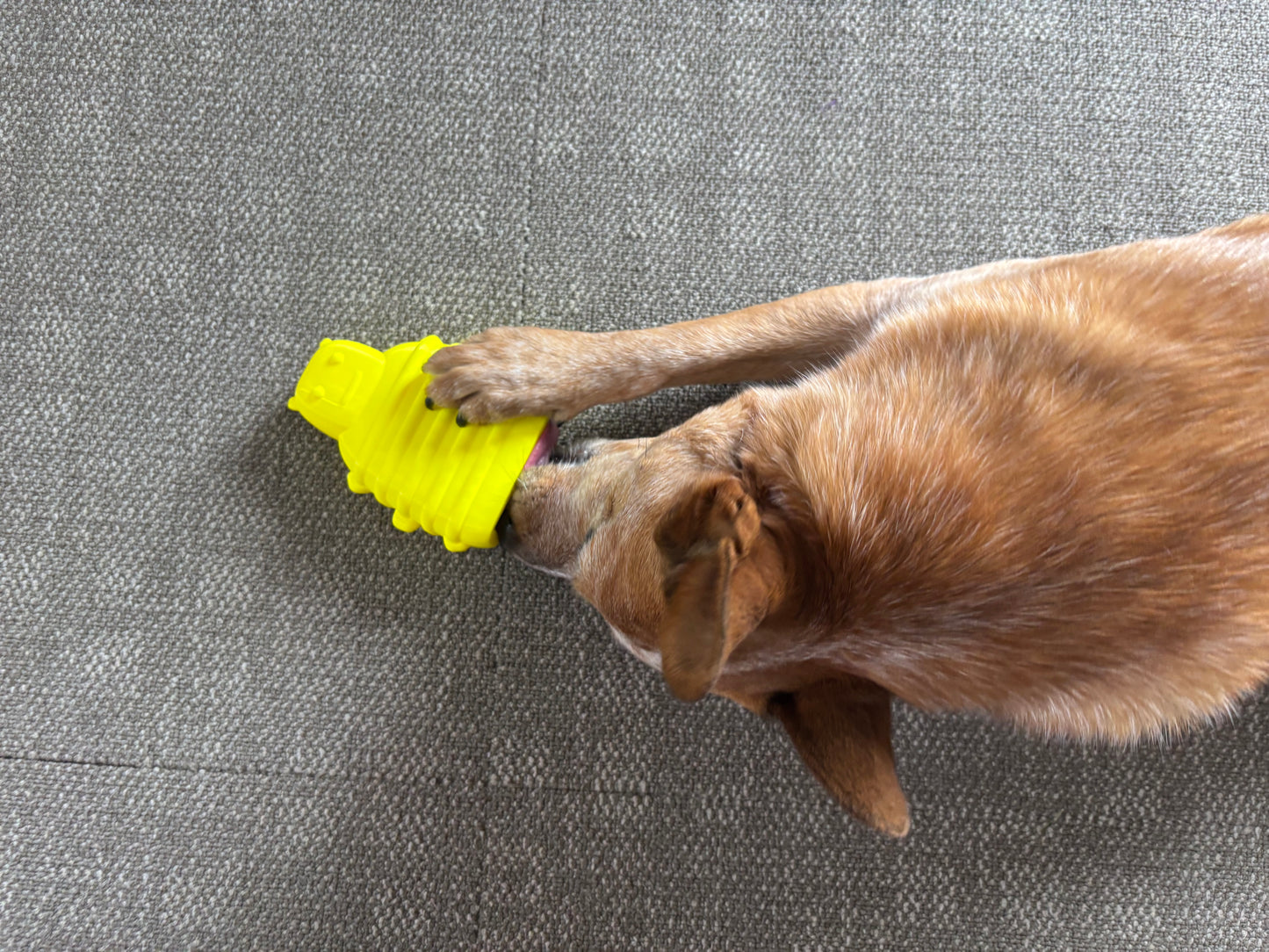 Busy Bee Dog Chew