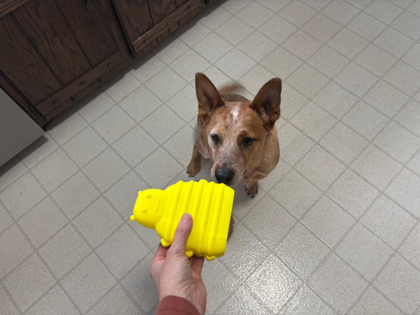 Busy Bee Dog Chew